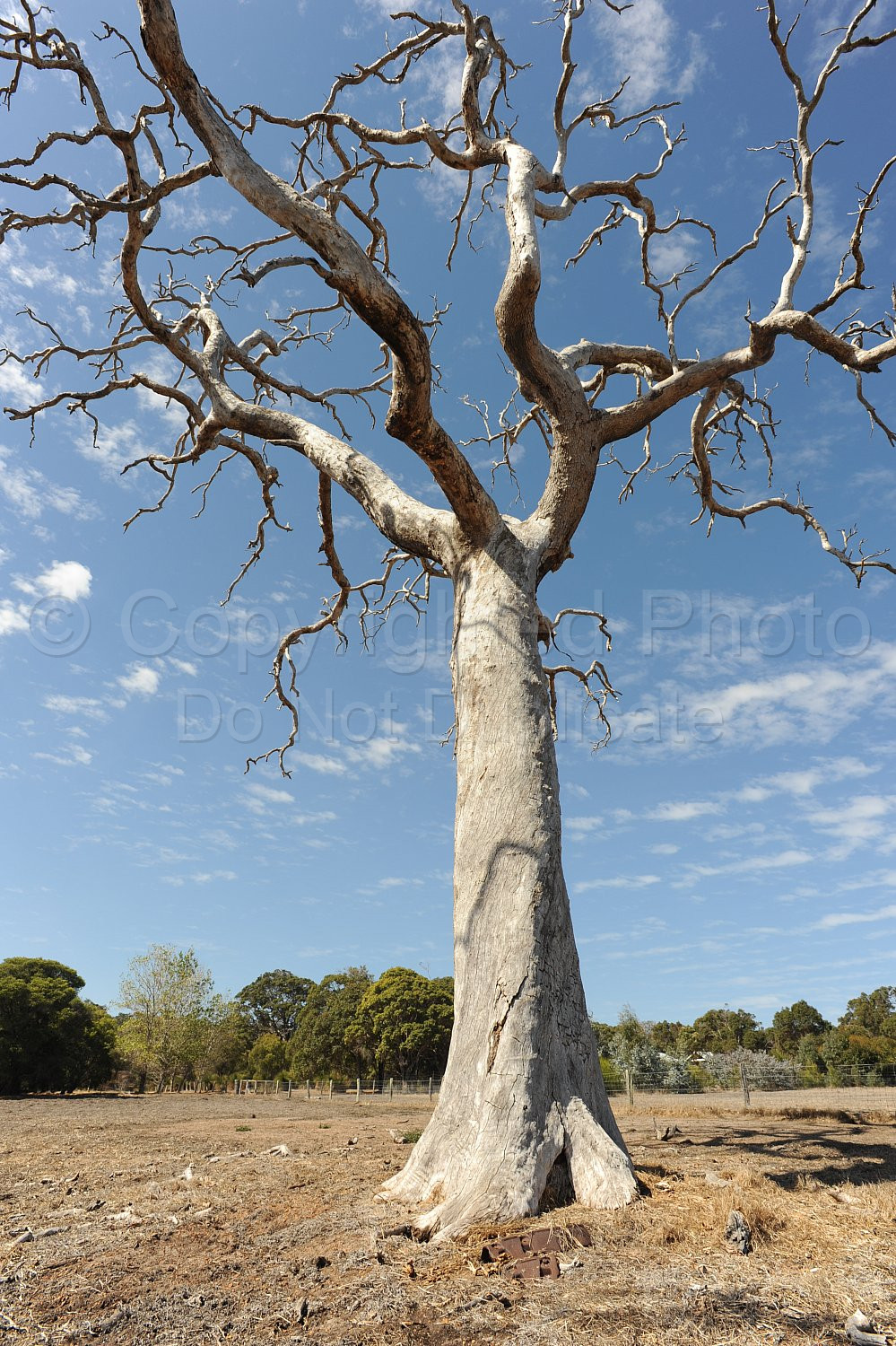 Dead Tree