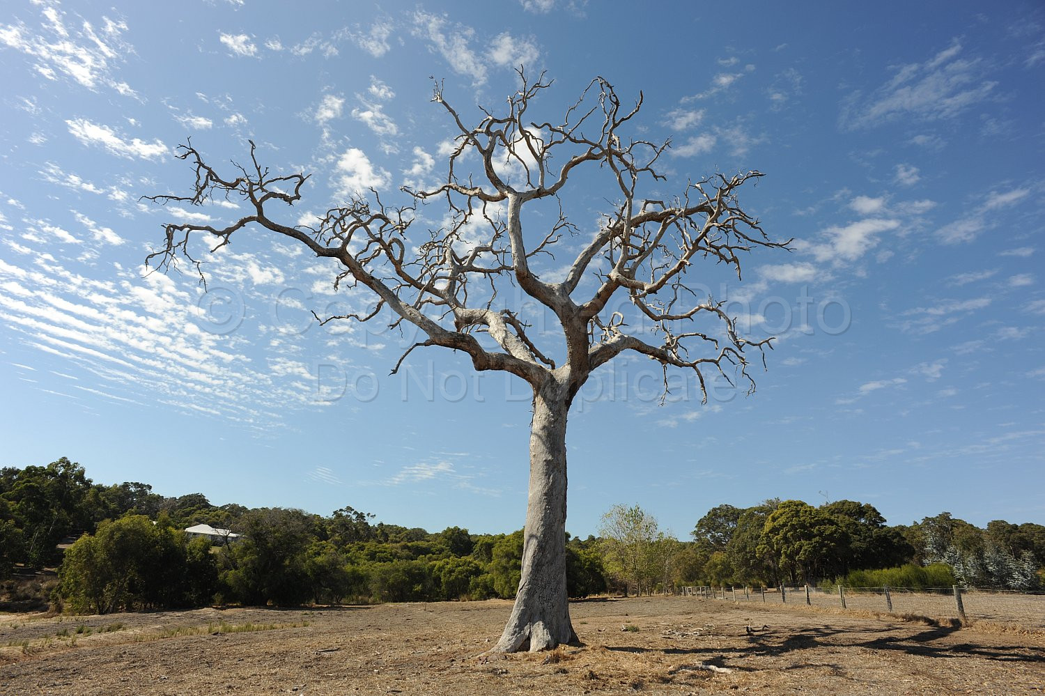 Dead Tree