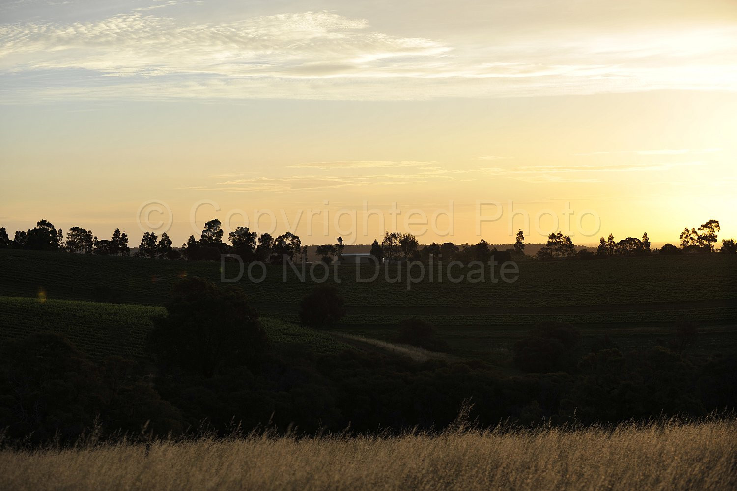 vineyard