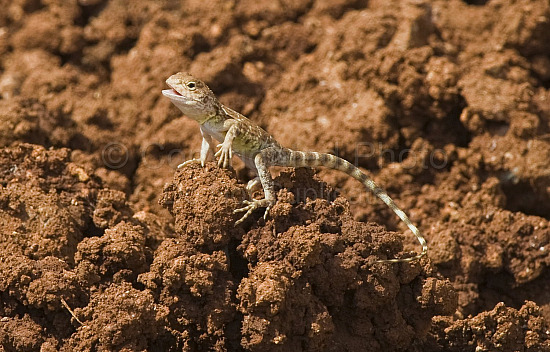 Pilbara Lizard