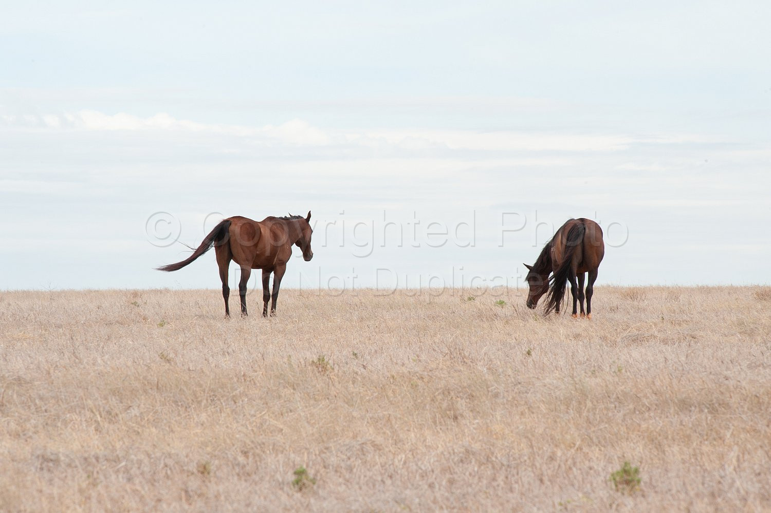Pilbara wild horses