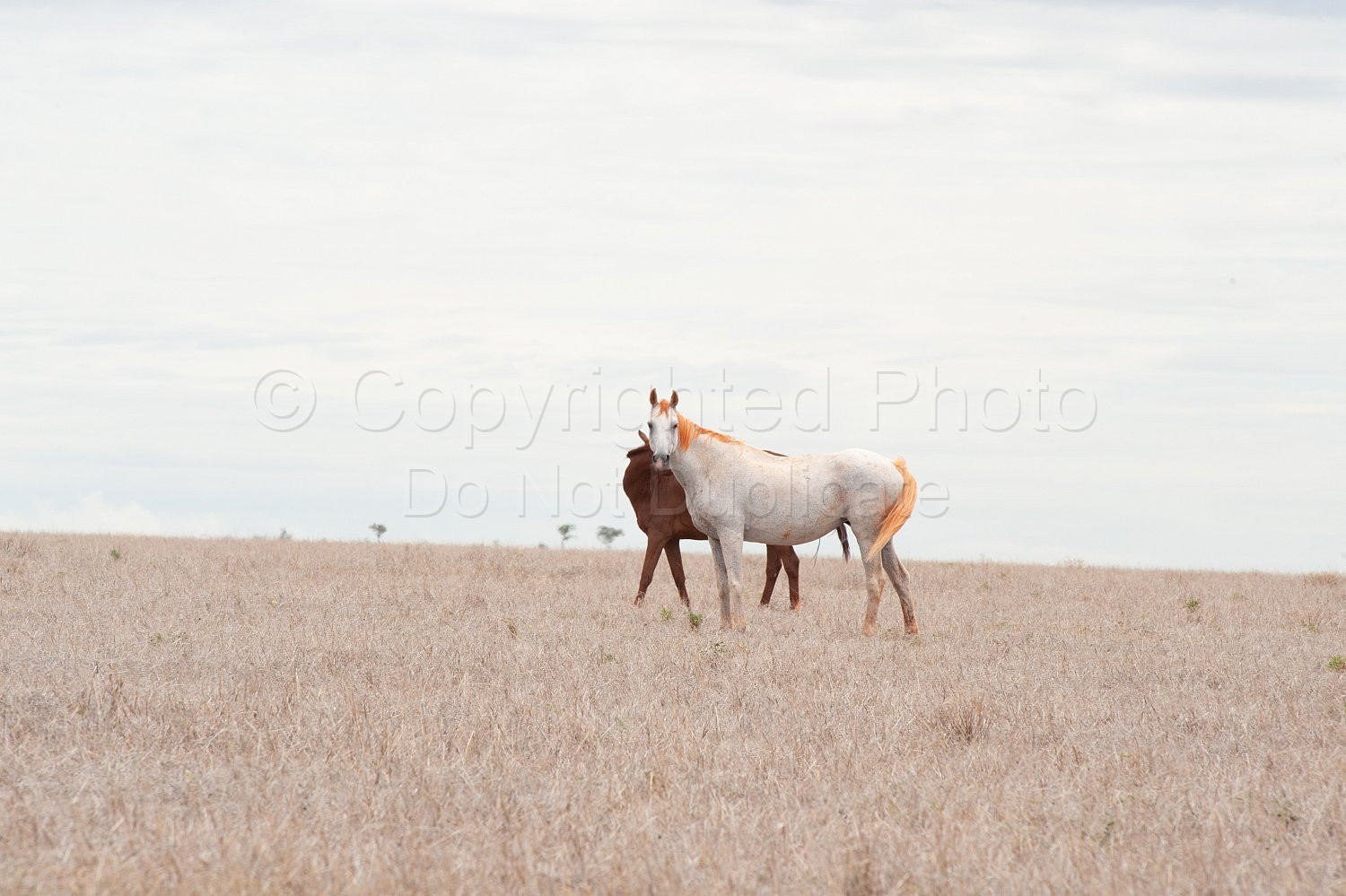 Pilbara wild horses