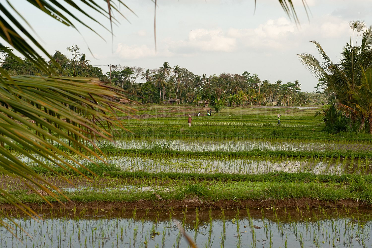 Bali