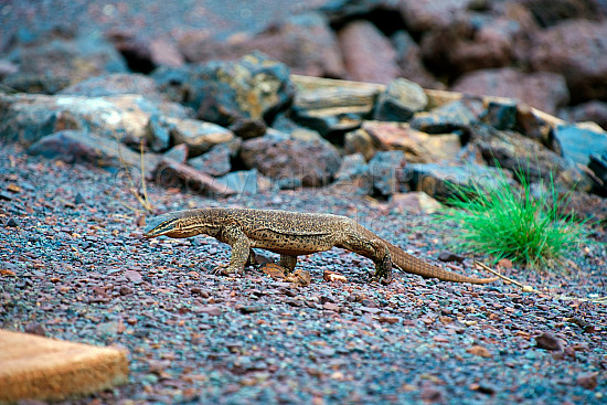 Pilbara rock monitor lizard