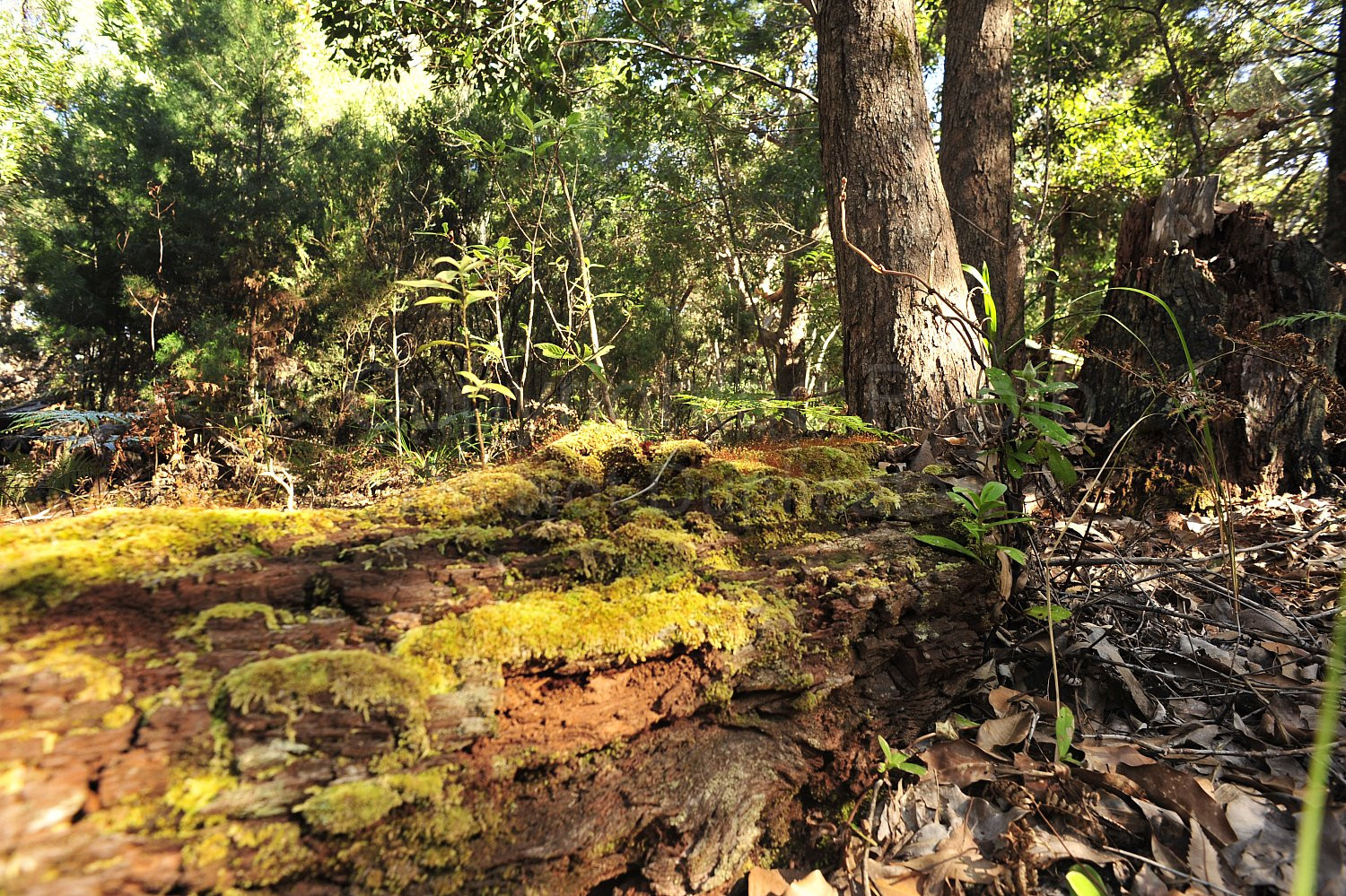 Noosa Rainforest