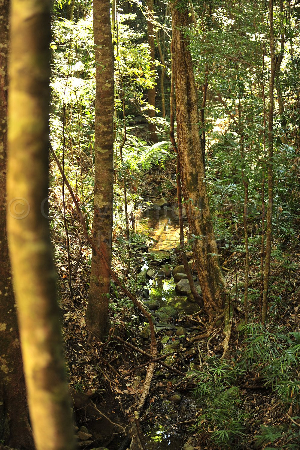 Noosa Rainforest