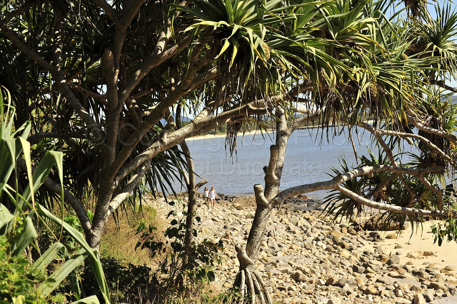 Noosa beach