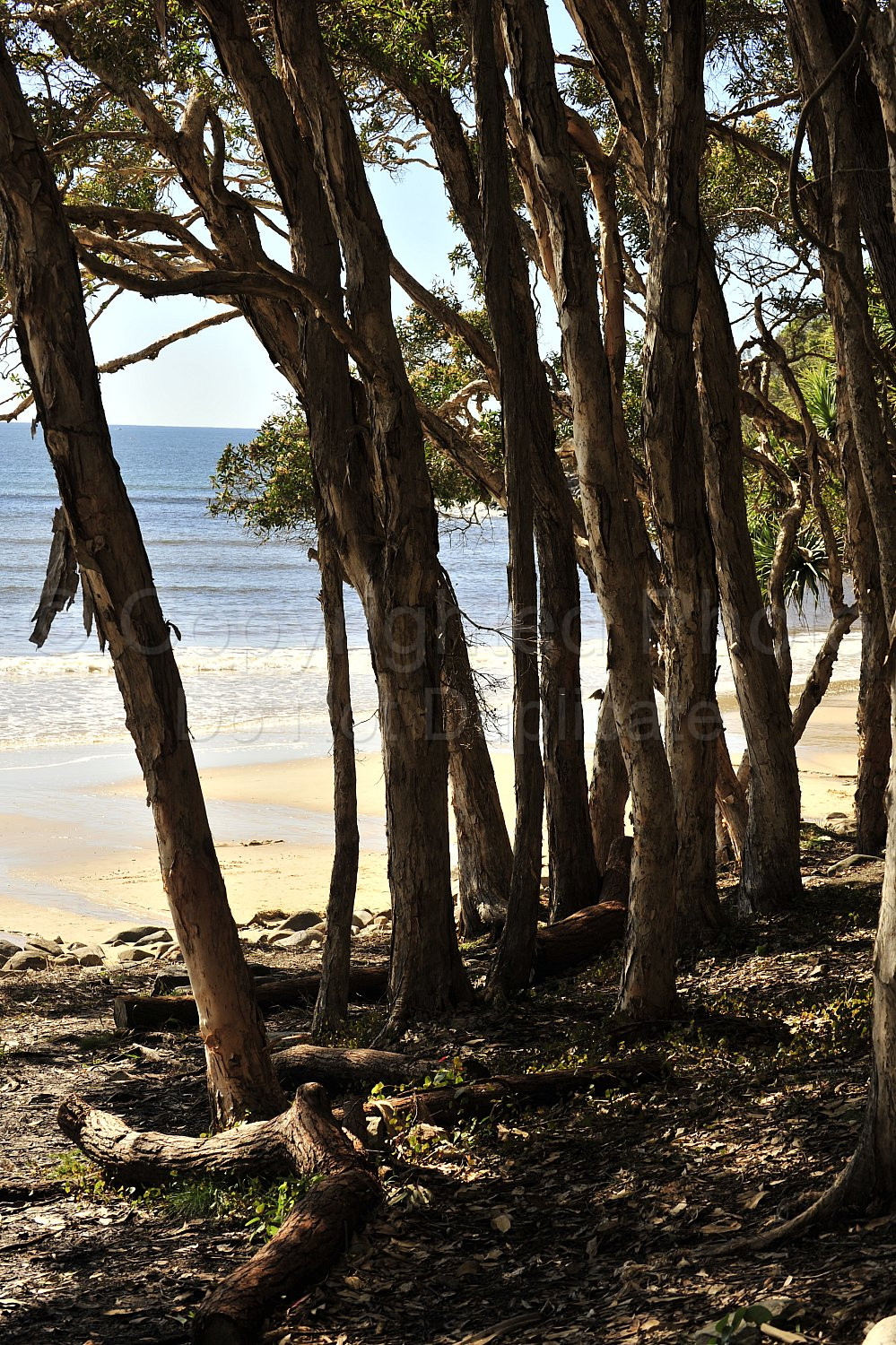 Noosa beach