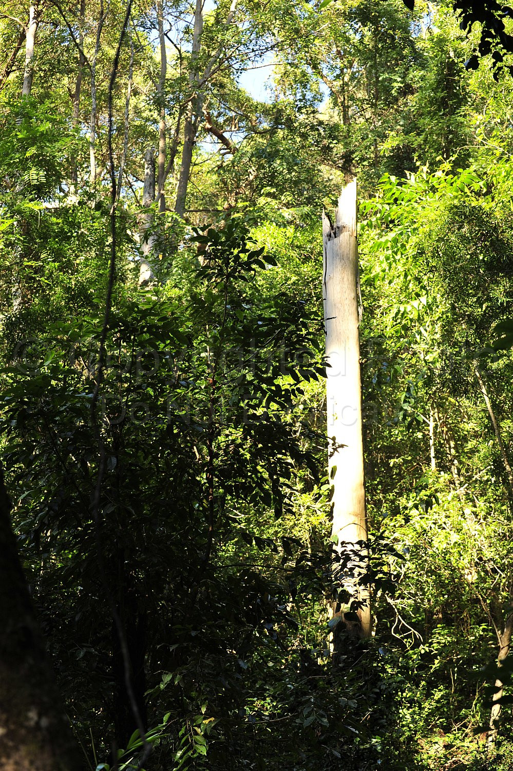 Noosa Rainforest