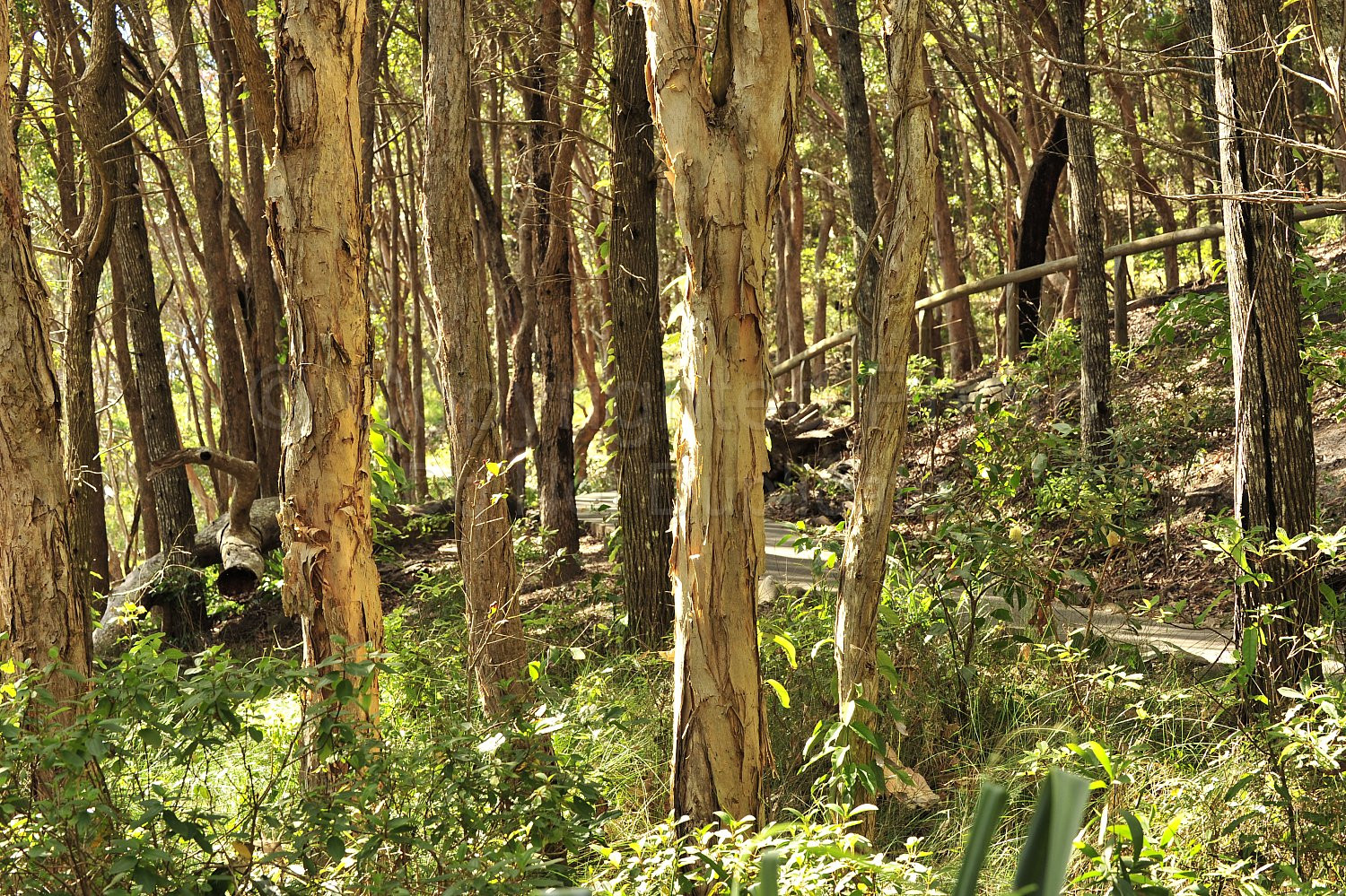 Noosa Trees