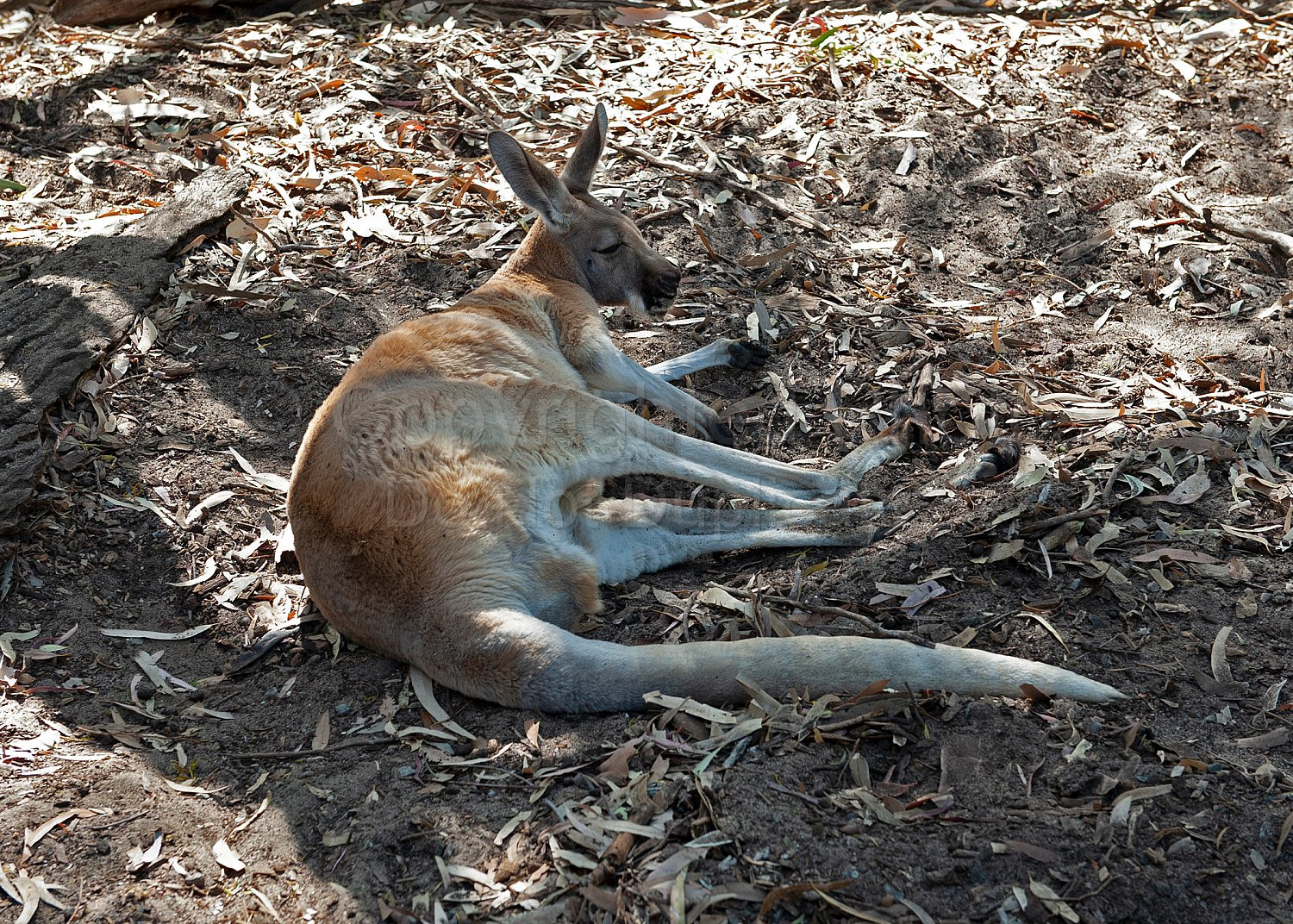 Perth Zoo
