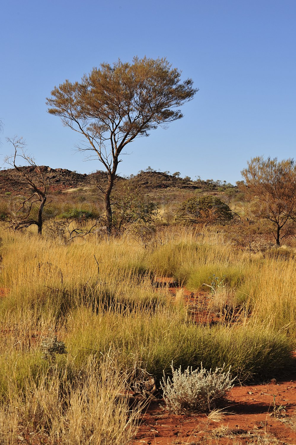 Pilbara Landscape