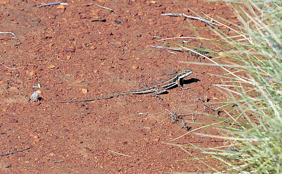 Pilbara lizard
