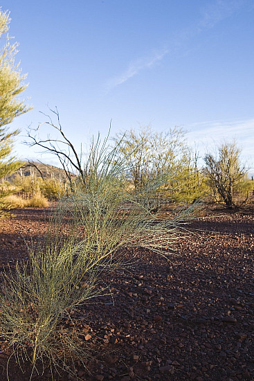 Pilbara landscape