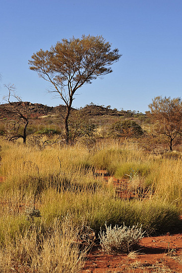 Pilbara Landscape