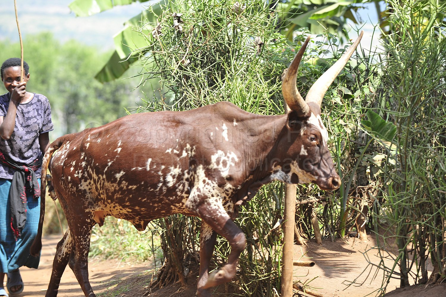 Rwanda images