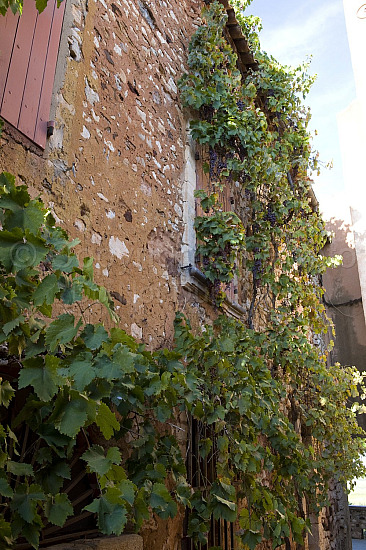 Provence Scene