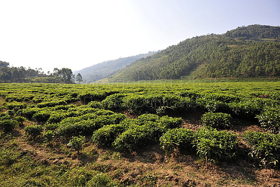 Rwanda images