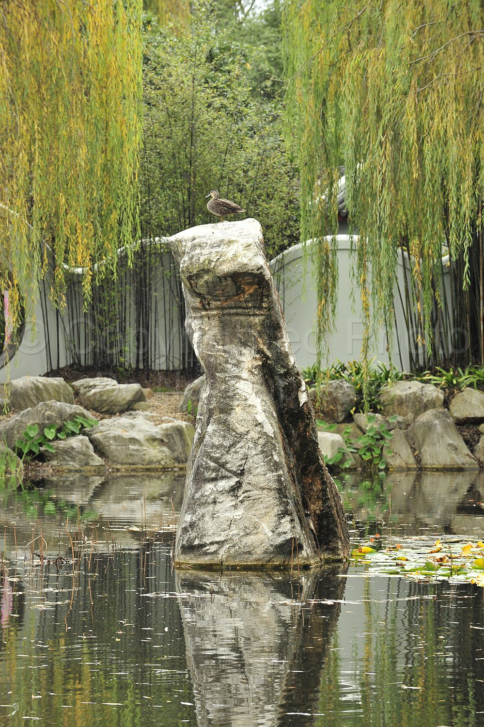 Japanese Garden Sydney
