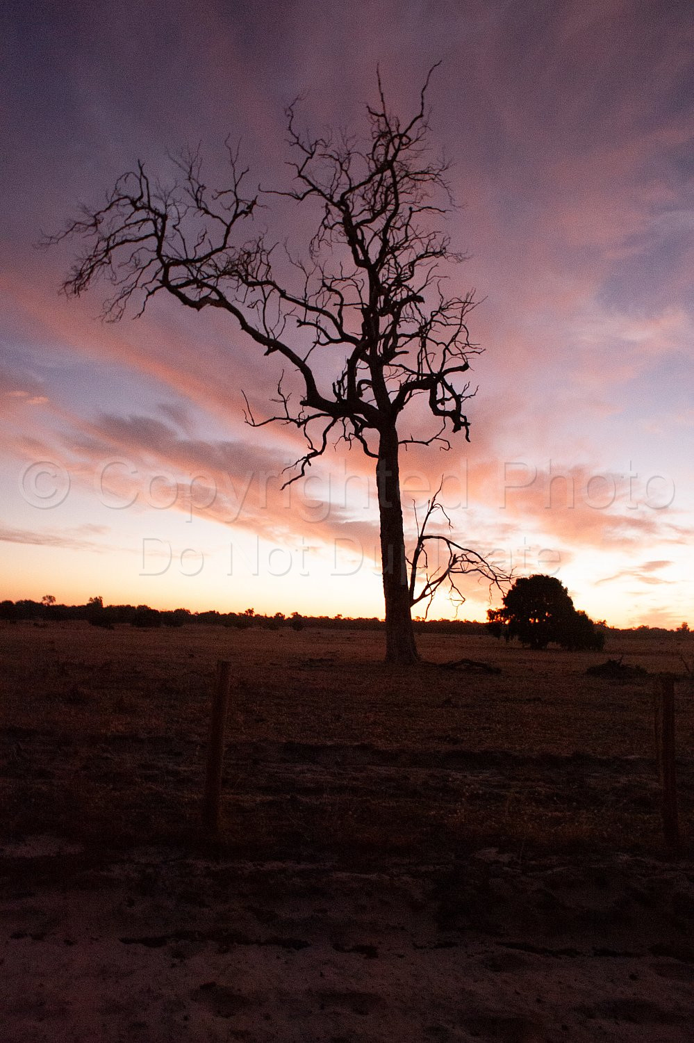 Dead tree sunset