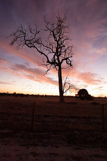 Dead tree sunset