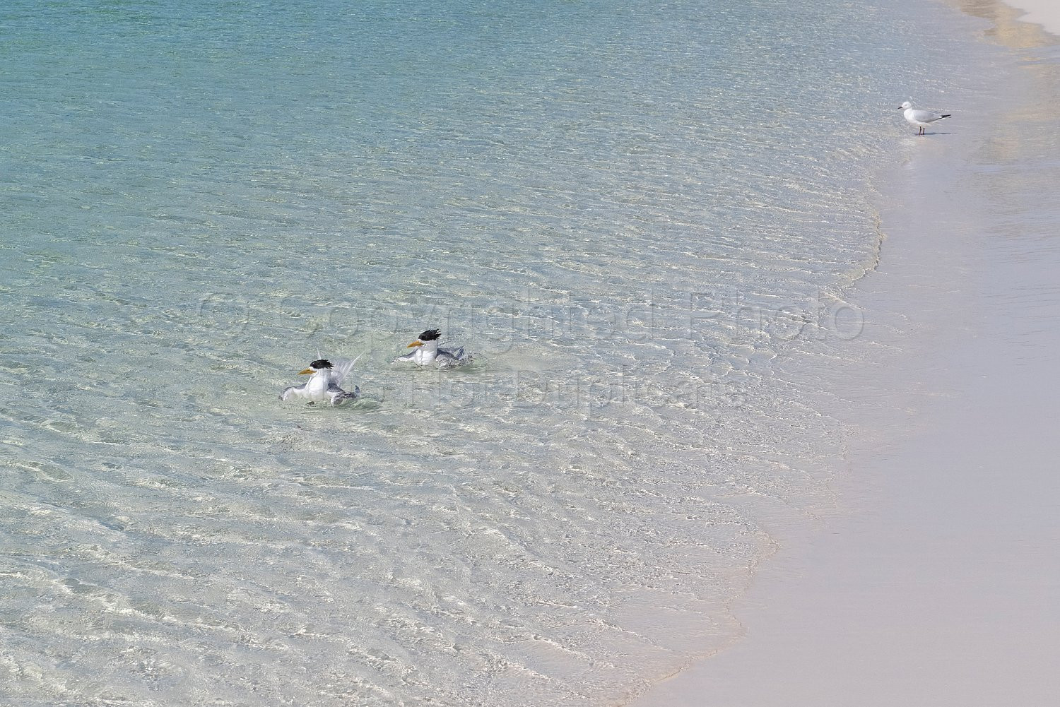 Rottnest Island