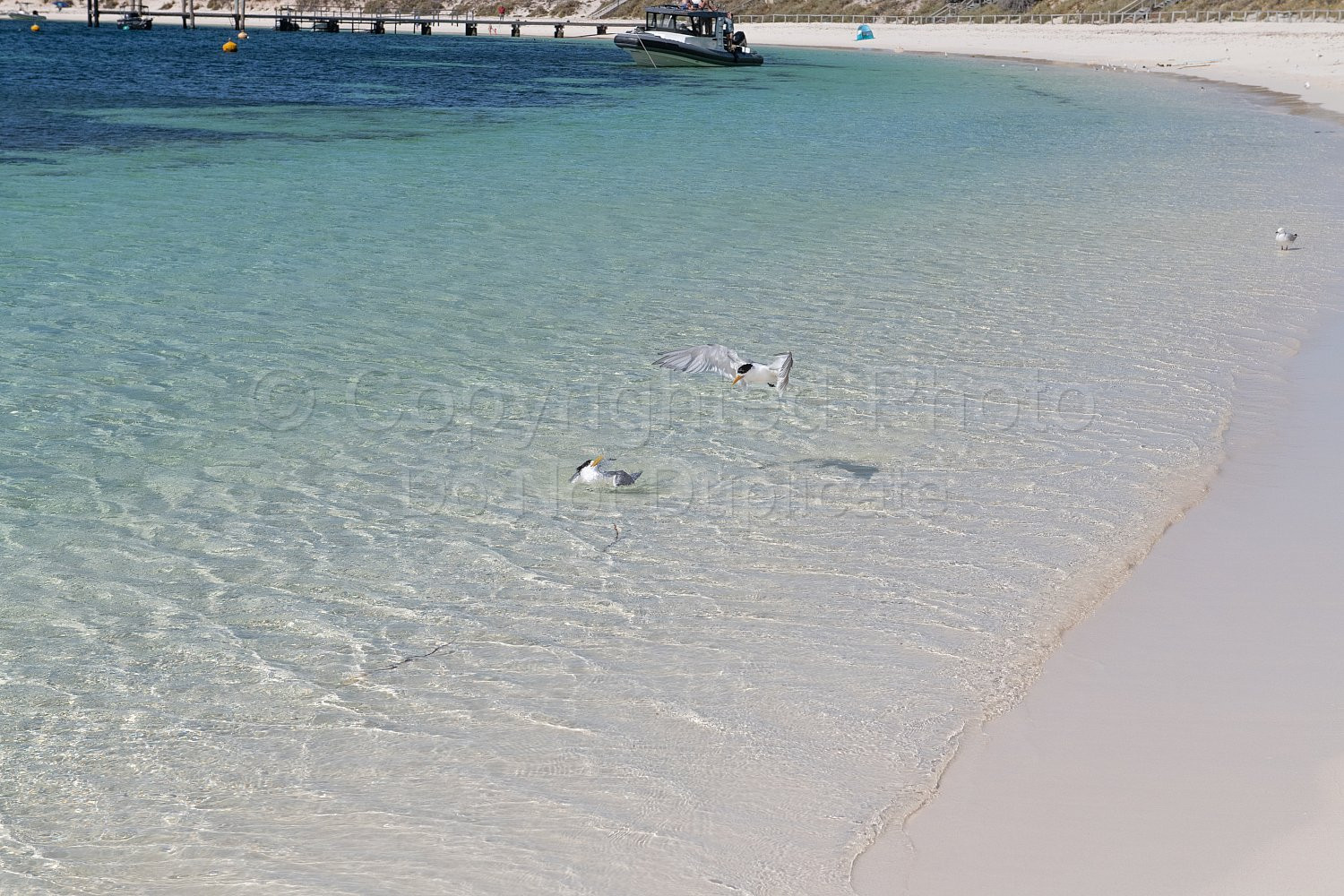 Rottnest Island