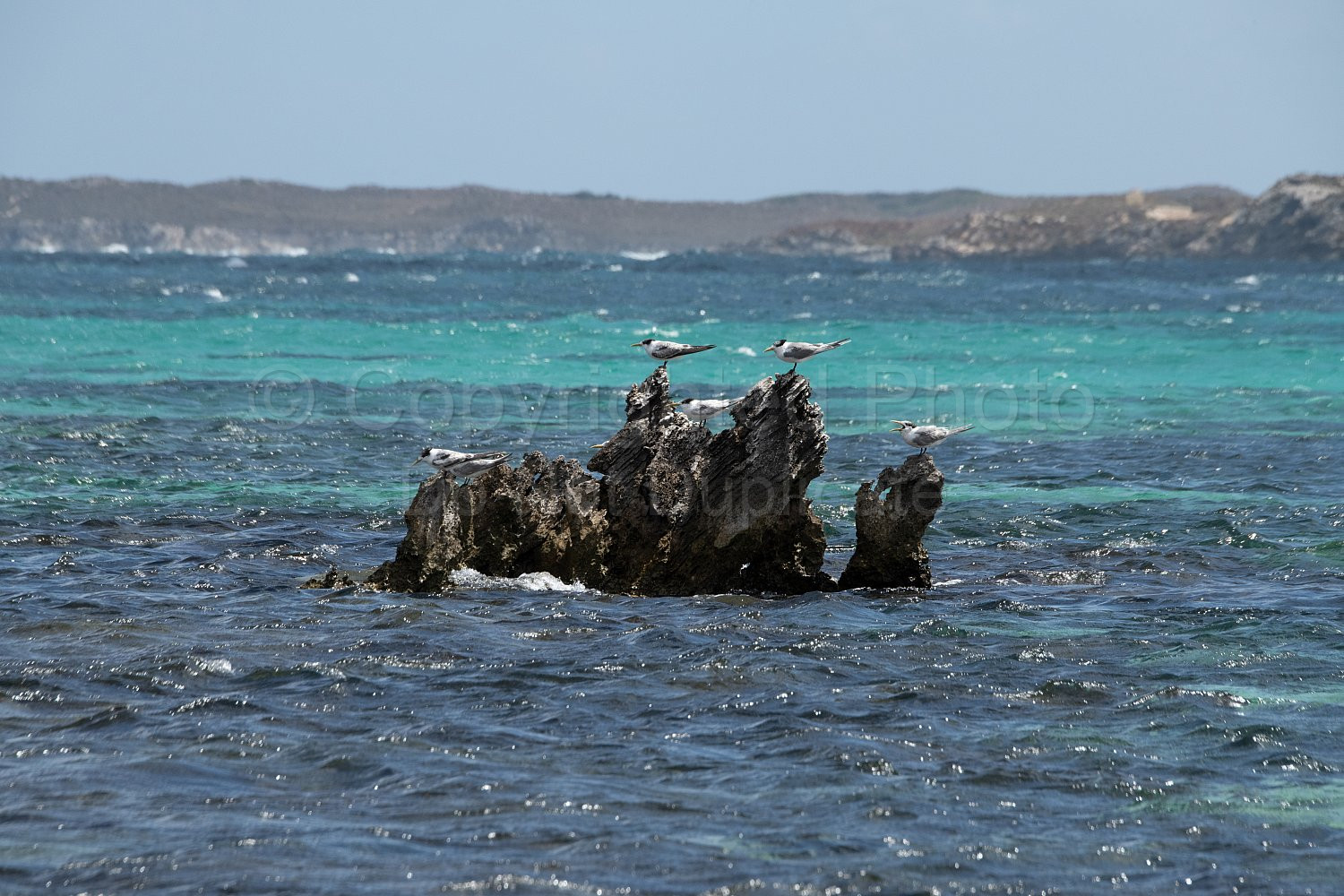 Rottnest Island