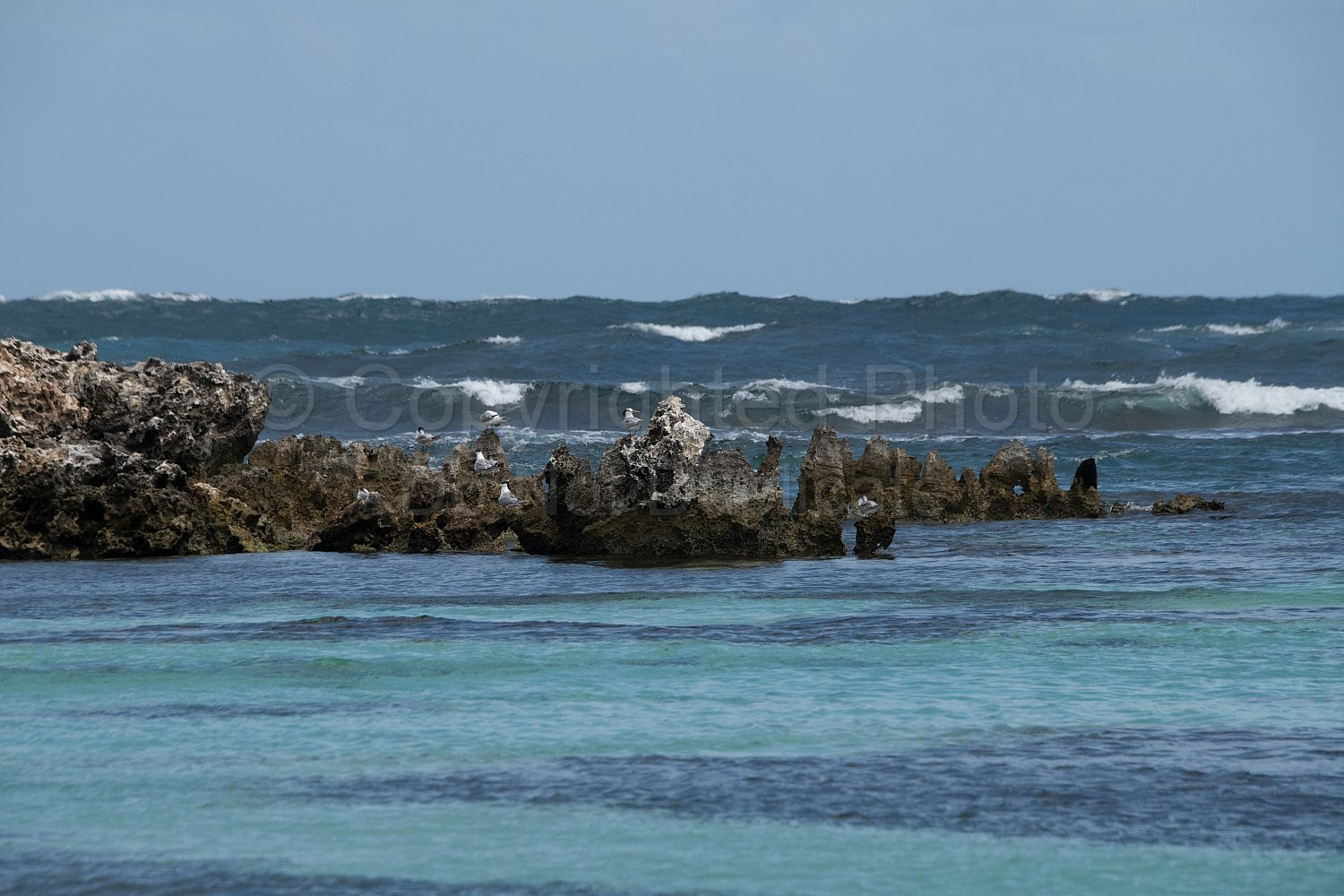Rottnest Island