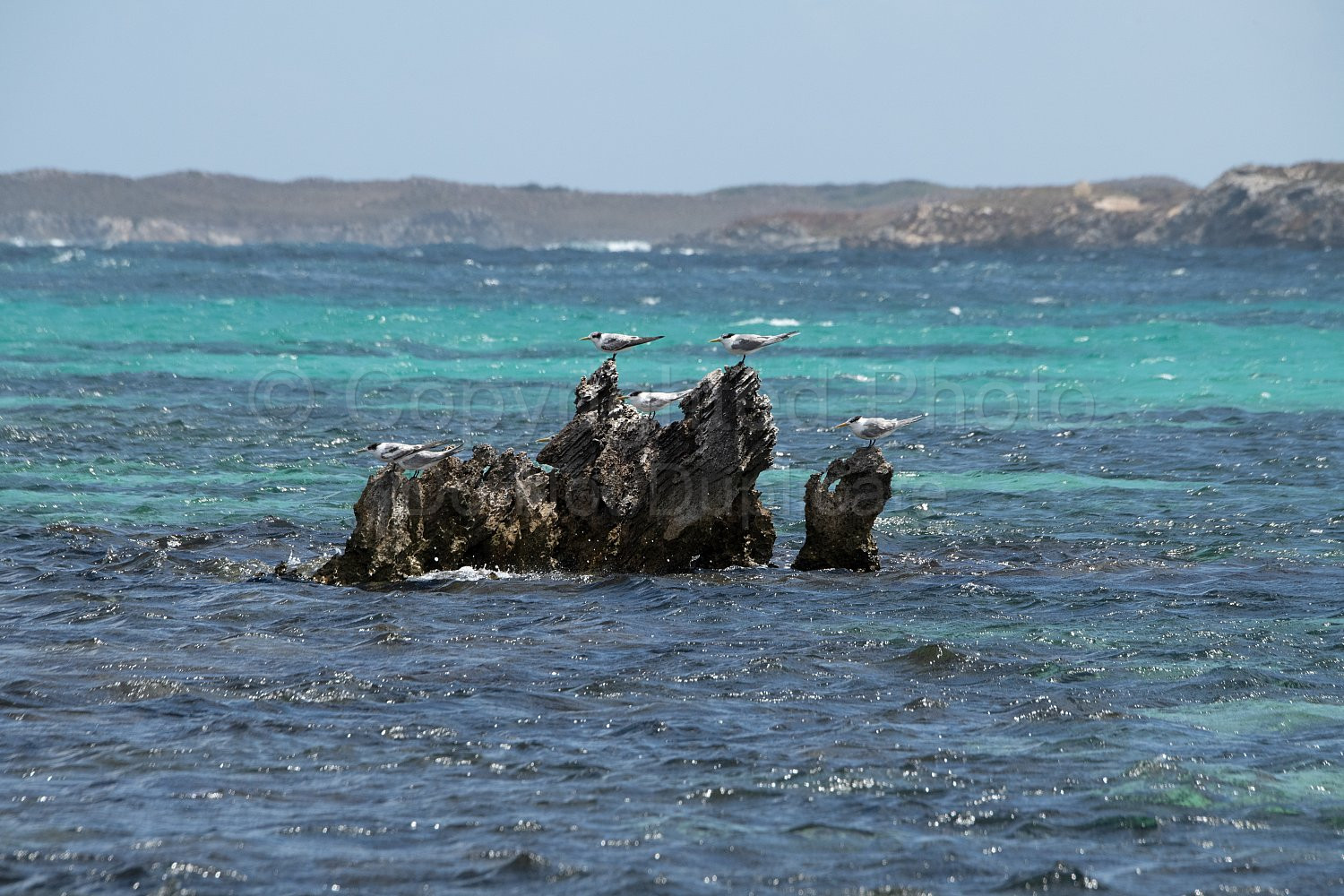 Rottnest Island