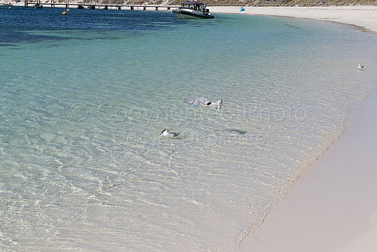 Rottnest Island