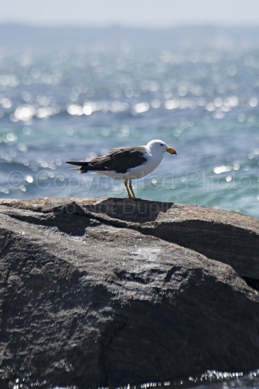 Pacific Gulls Flinders Bay, Augusta, Western Australia