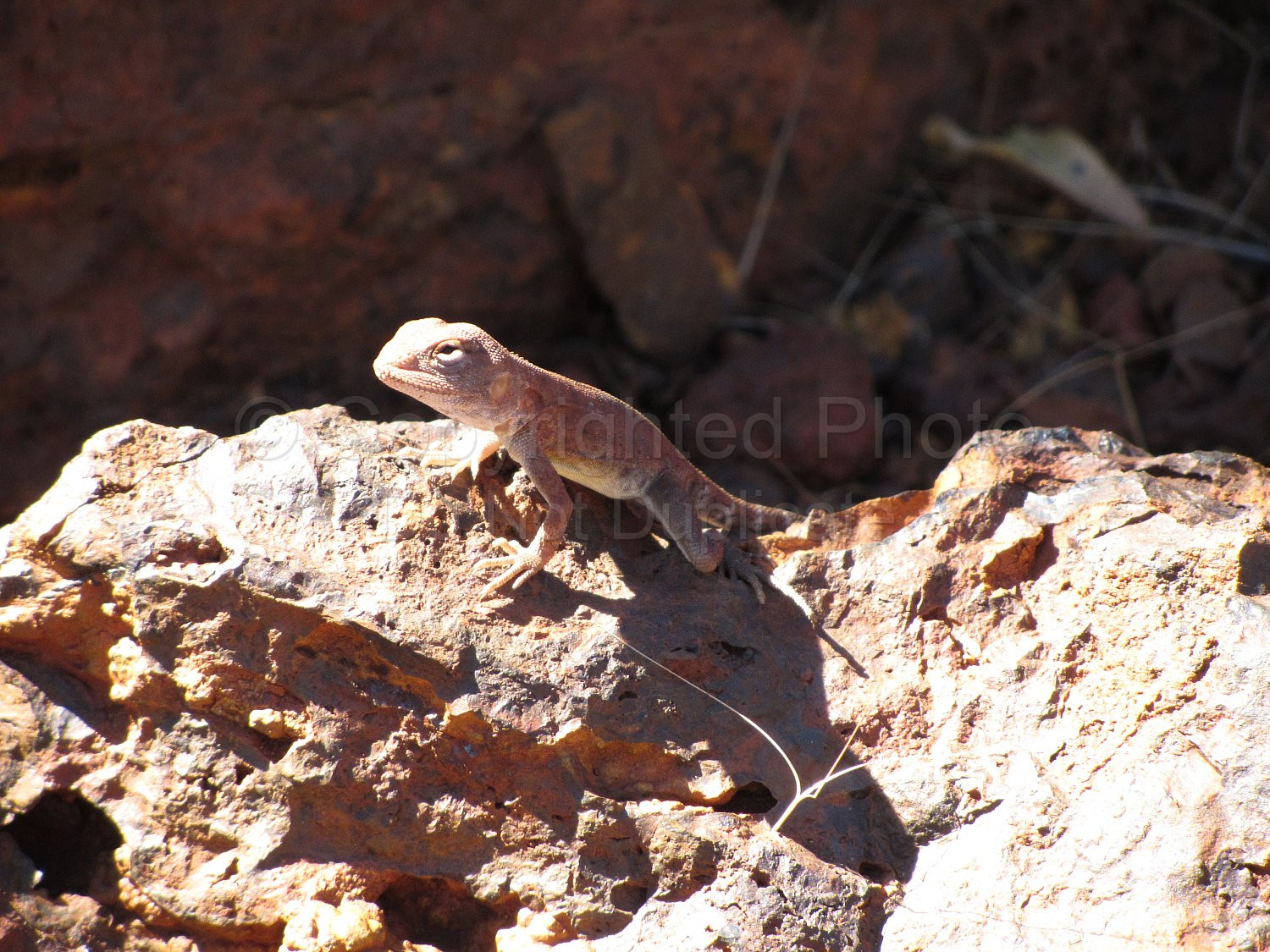 Pilbara Lizard