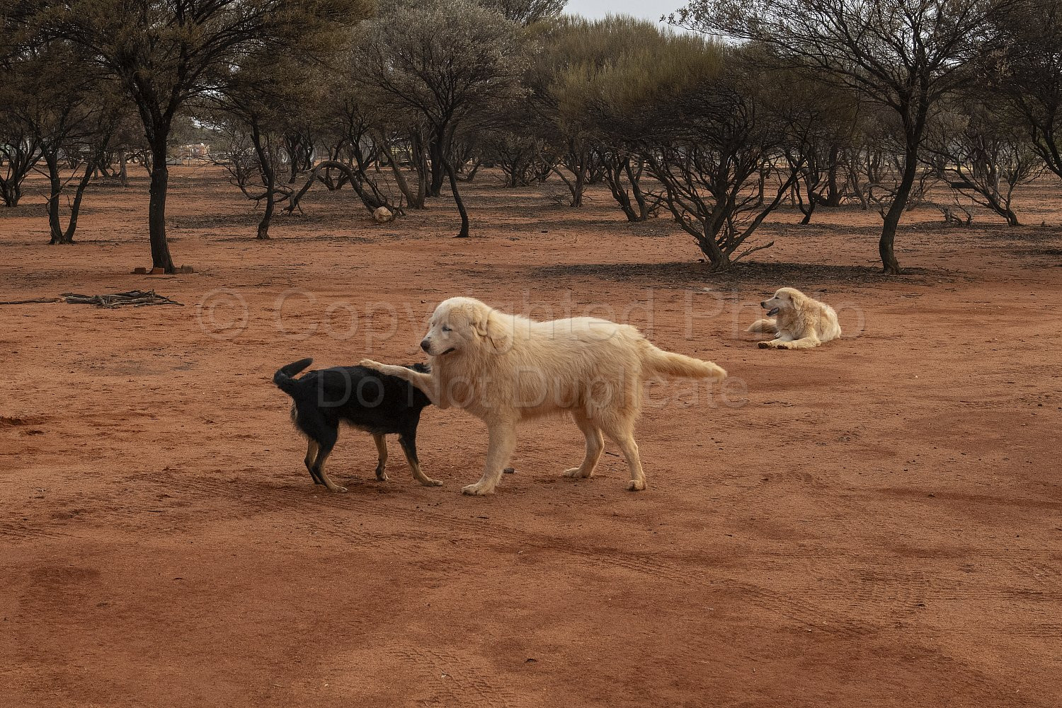 Melangata Station Maremma Sheep Dogs