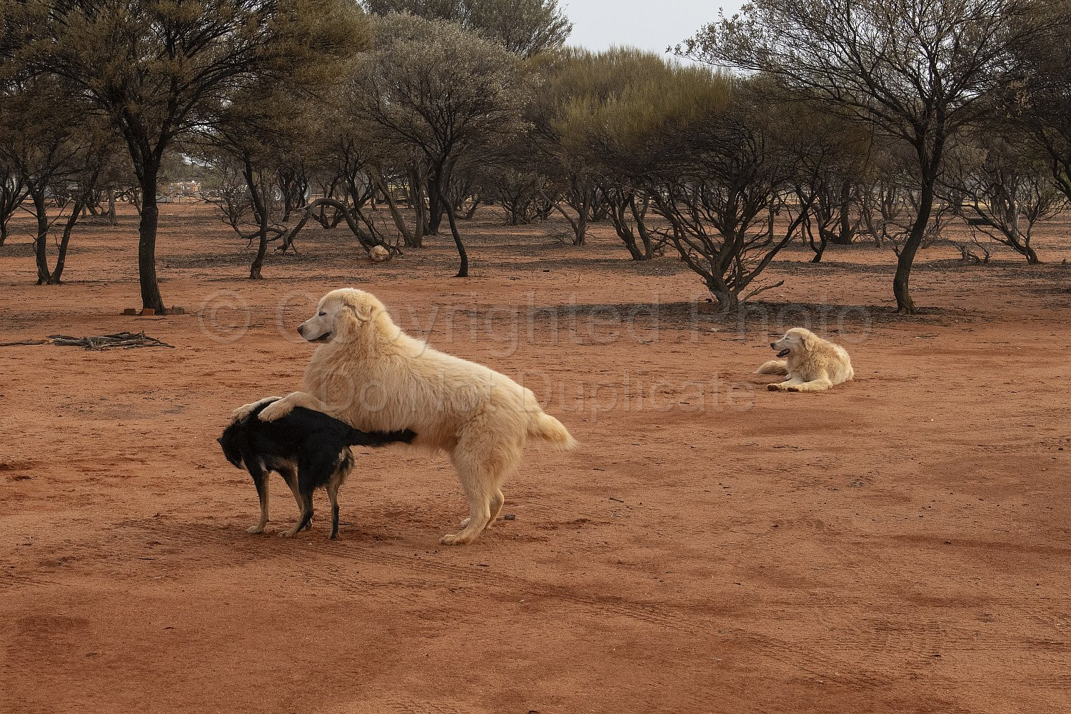 Melangata Station Maremma Sheep Dogs