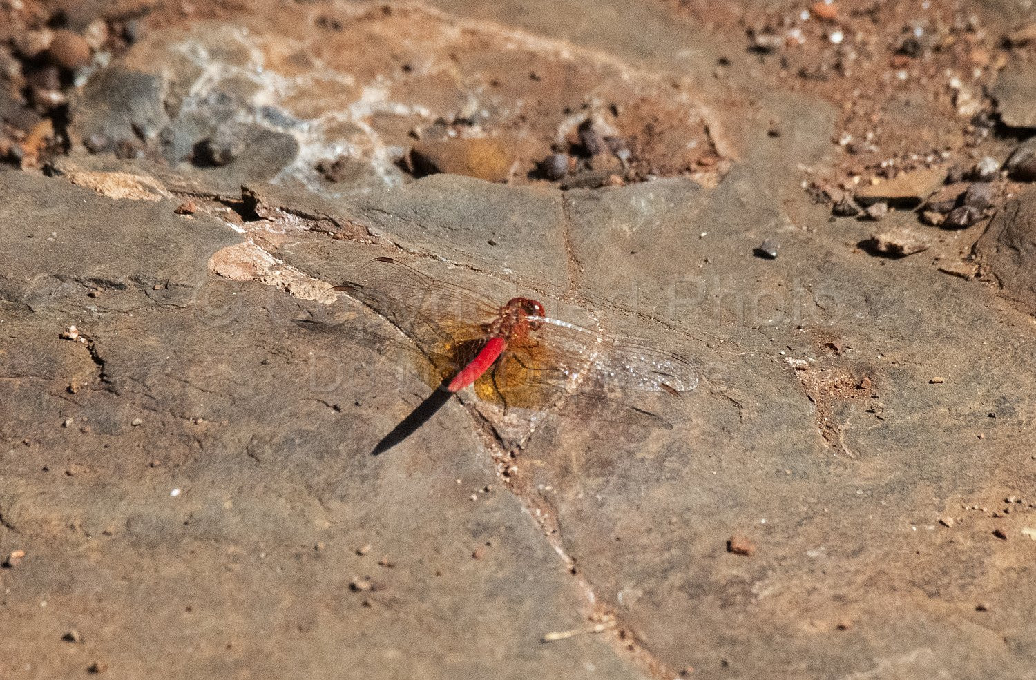Pilbara Dragonfly