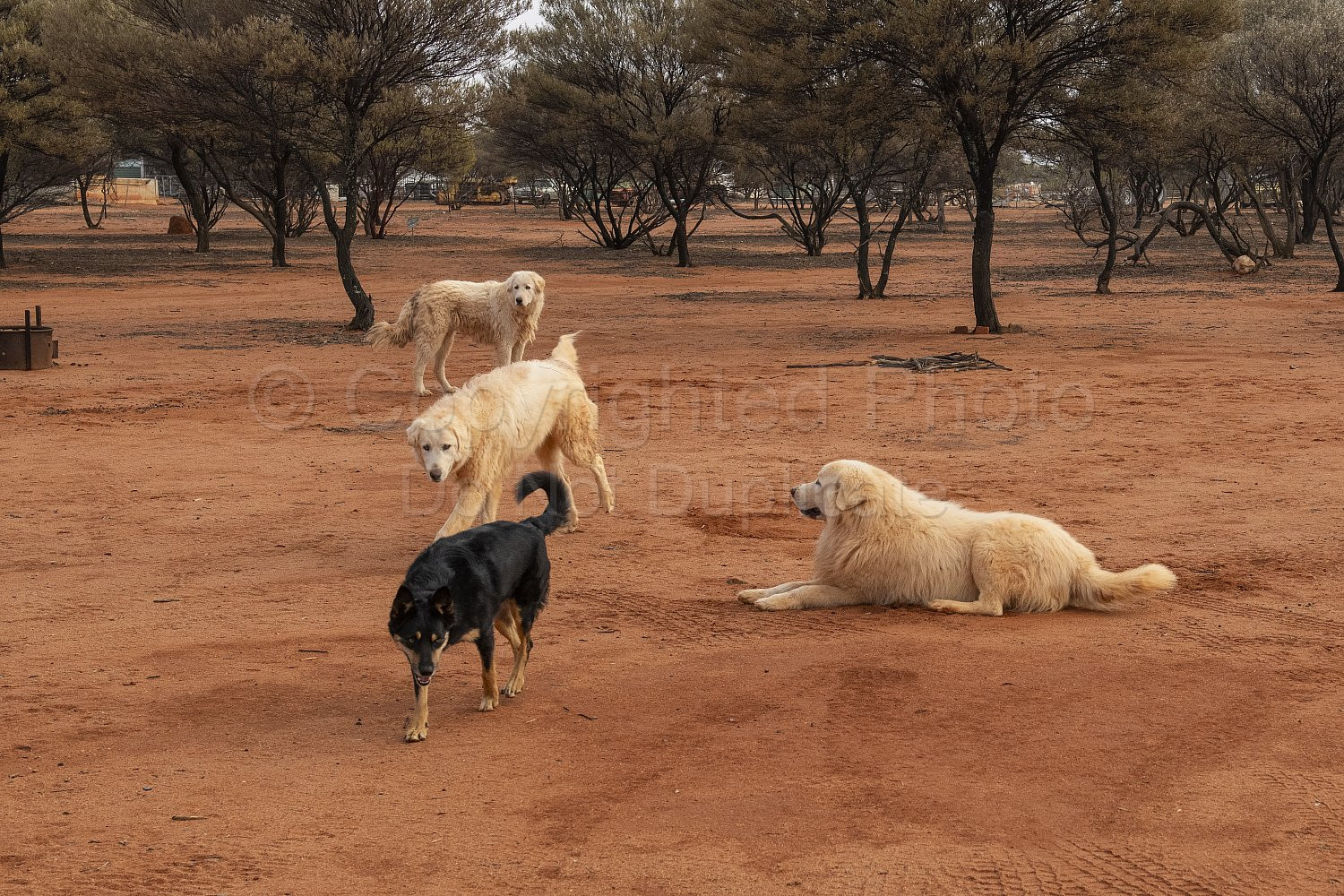 Melangata Station Maremma Sheep Dogs
