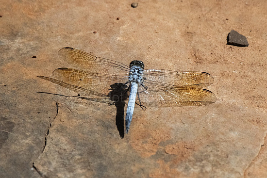 Pilbara Dragonfly