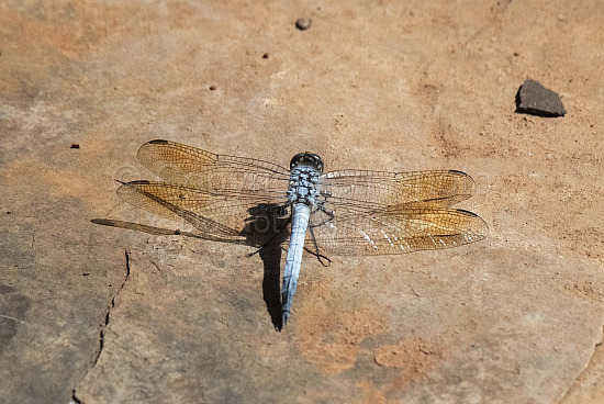 Pilbara Dragonfly