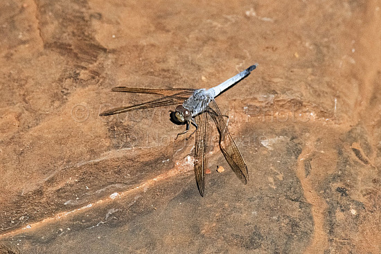 Pilbara Dragonfly