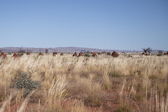 Kalgan Landscape Pilbara