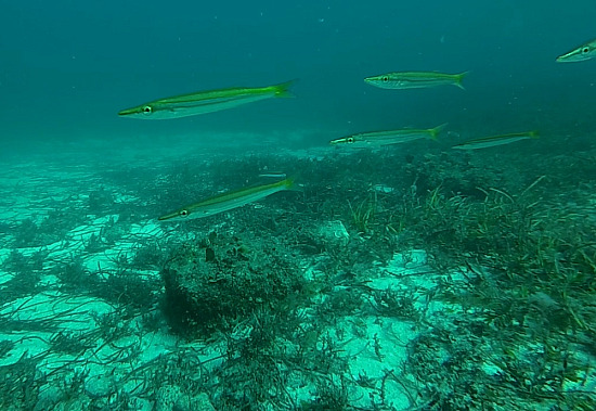 Eagle Bay Underwater 2
