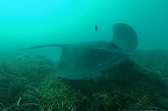 Eagle Bay Underwater 1