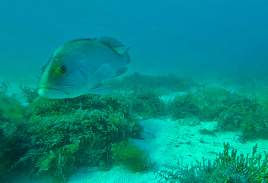 Eagle Bay Underwater 3