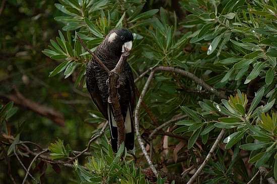 Black Cockatoos