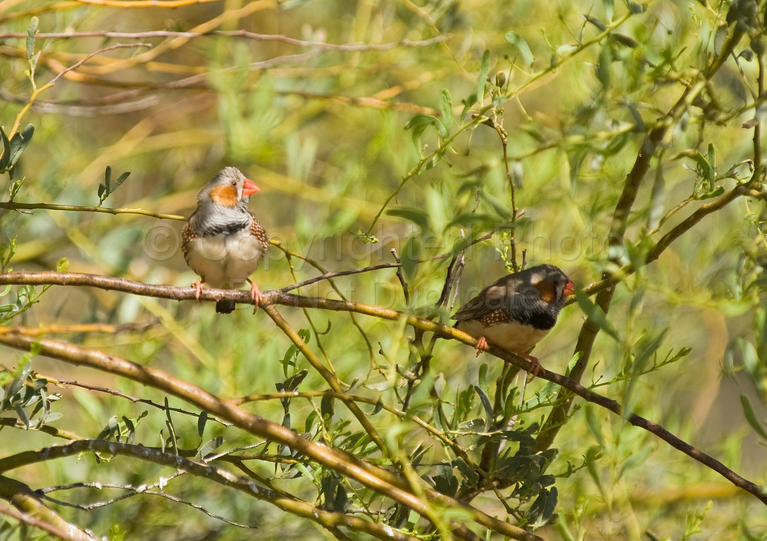 Zebra Finches