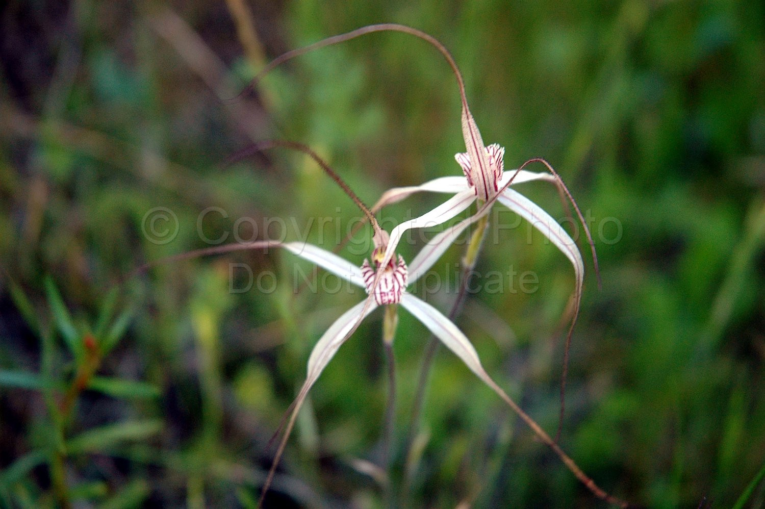 Australian Flora