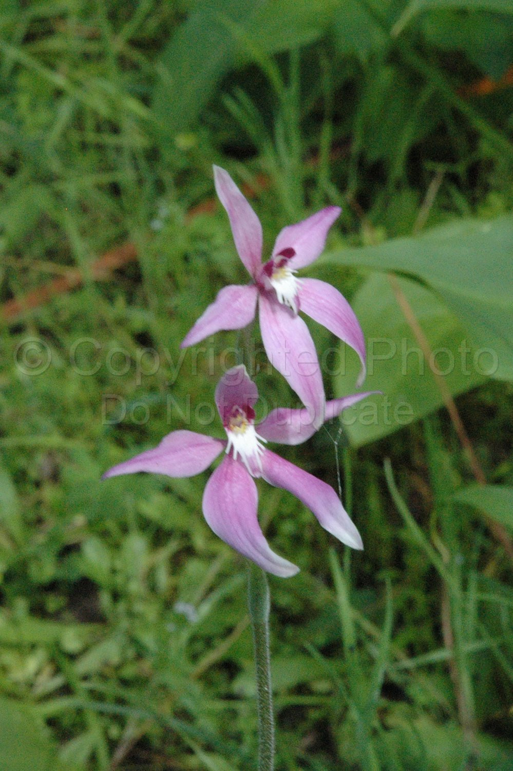 Australian Flora