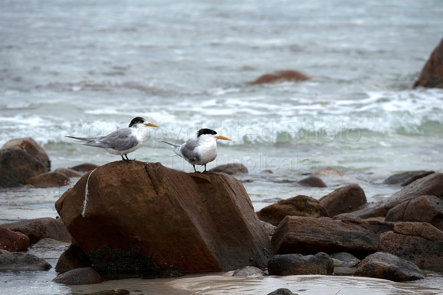 Great crested terns