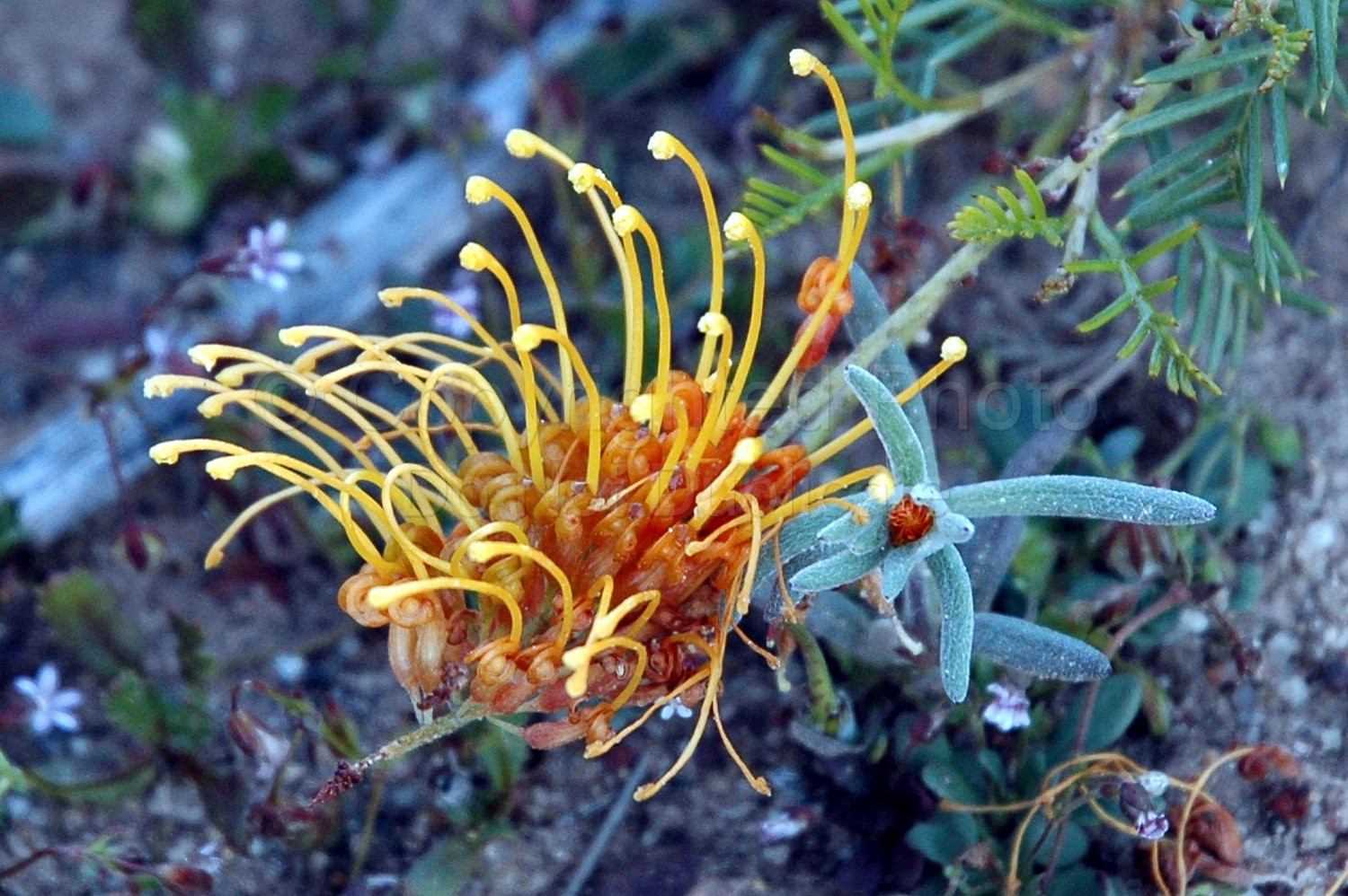 Australian Flora